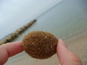 sea-rambutan sea-rambutan