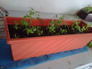 IMG00487-20110425-1350