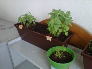 IMG00489-20110425-1351