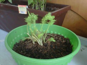 IMG00490-20110425-1351