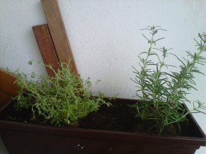 IMG00491-20110425-1351