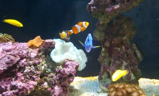 Dory and Nemo