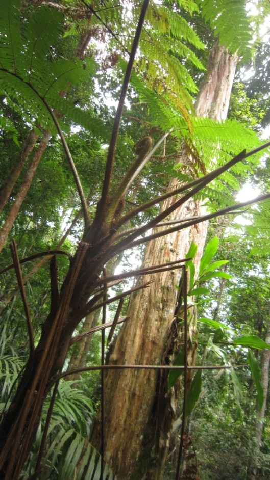 Beautiful Greenery and fresh air