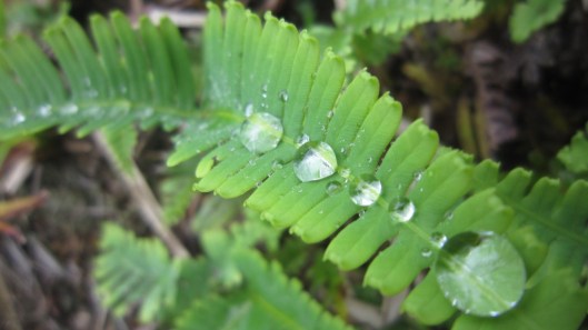 Droplets on fern