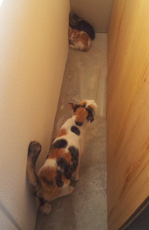 Mama checking on her babies